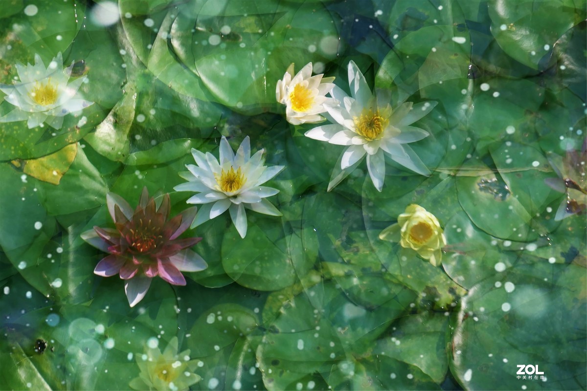 【炫彩荷花】——摄于上海天山公园