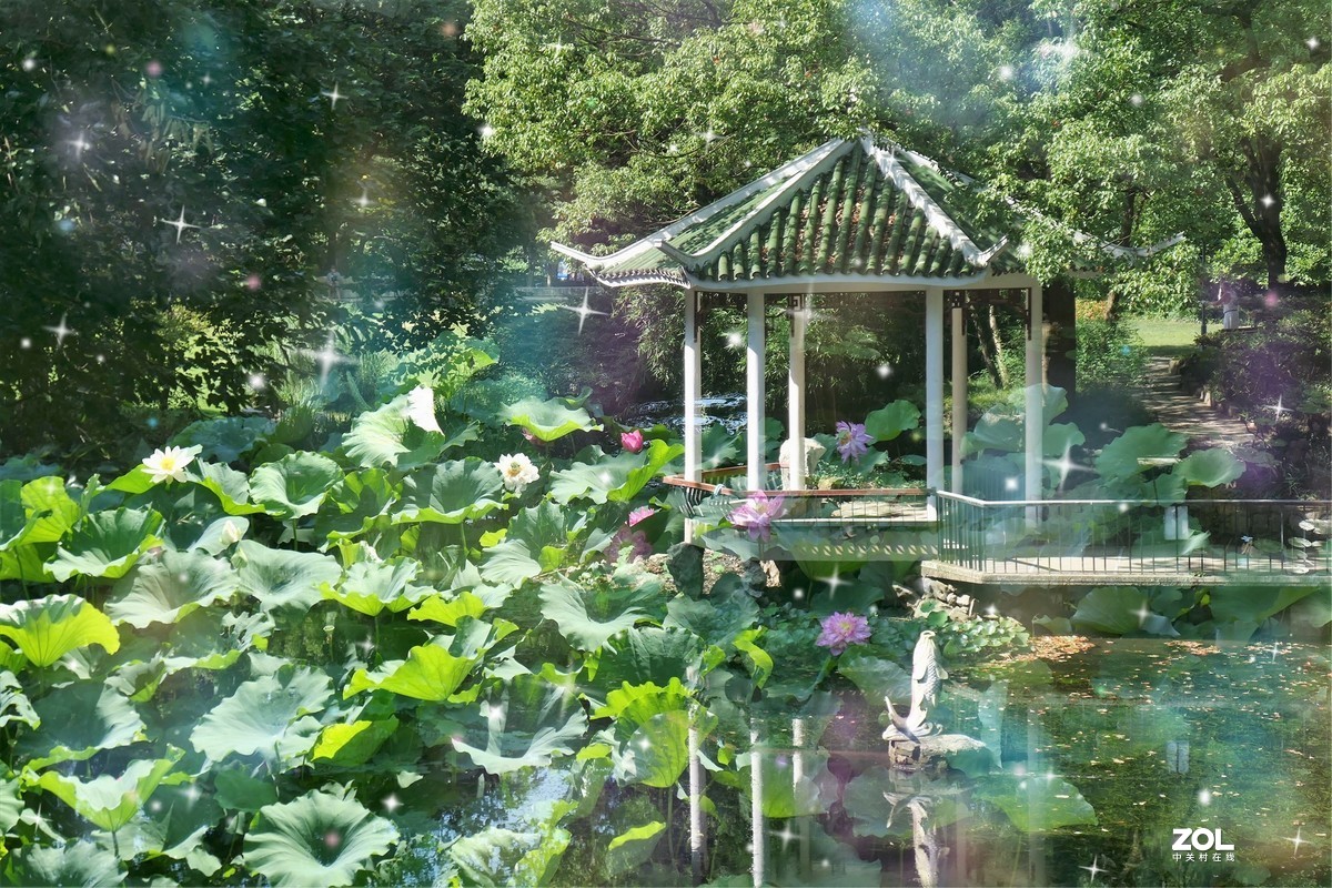 【炫彩荷花】——摄于上海天山公园