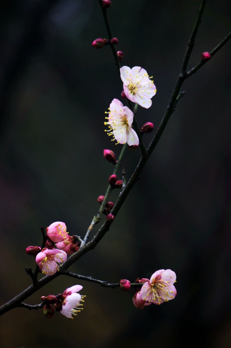 江城腊月报春来——武汉随笔