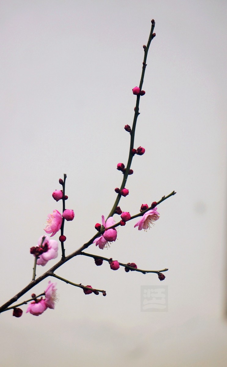 江城腊月报春来——武汉随笔