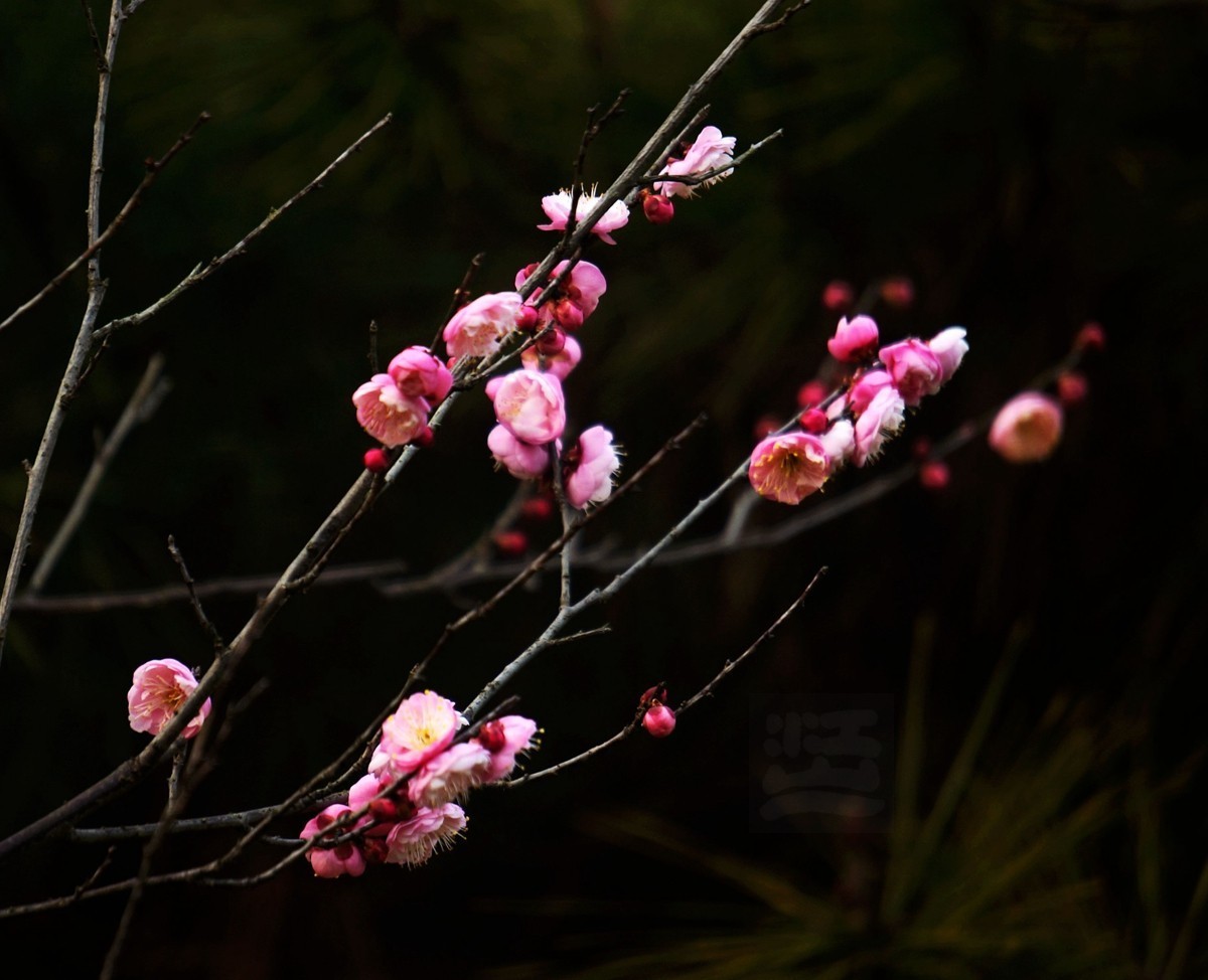 江城腊月报春来——武汉随笔