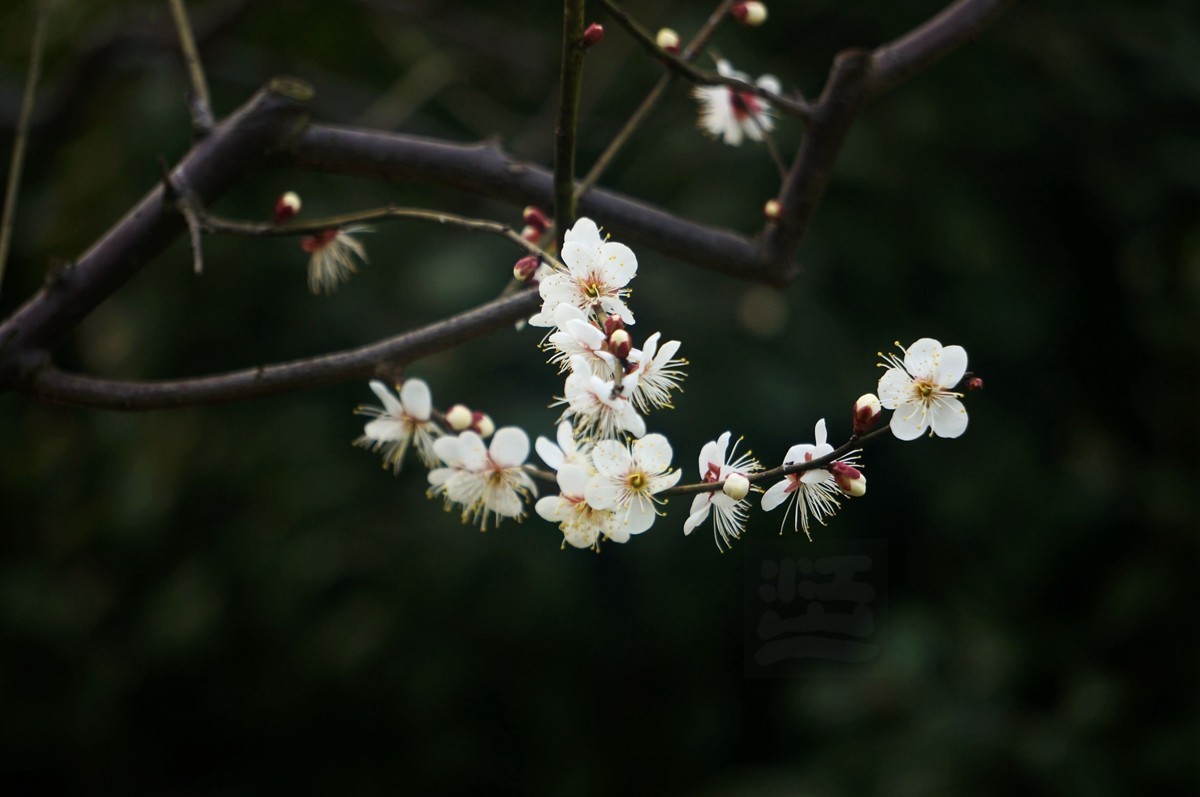 江城腊月报春来——武汉随笔
