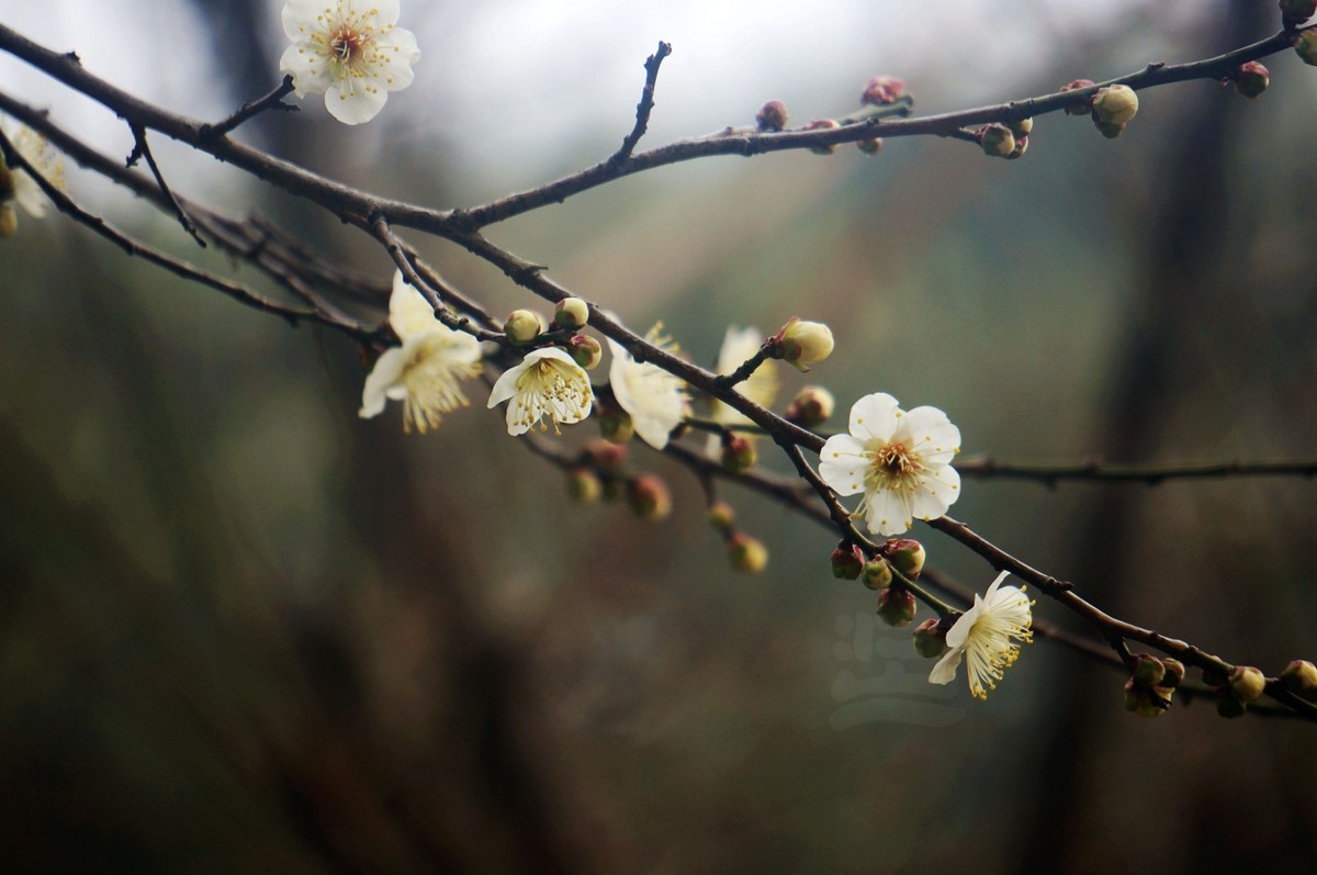 江城腊月报春来——武汉随笔