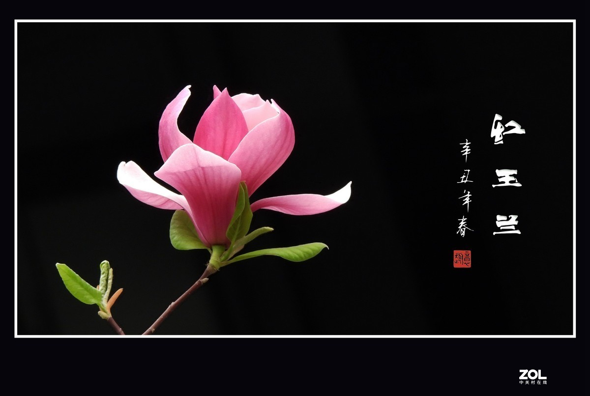 #版主坐堂#小五星空(中国)2021年4月精品荟萃