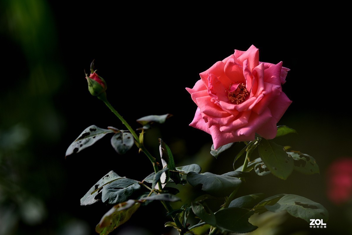 #版主坐堂#小五星空(中国)2021年4月精品荟萃