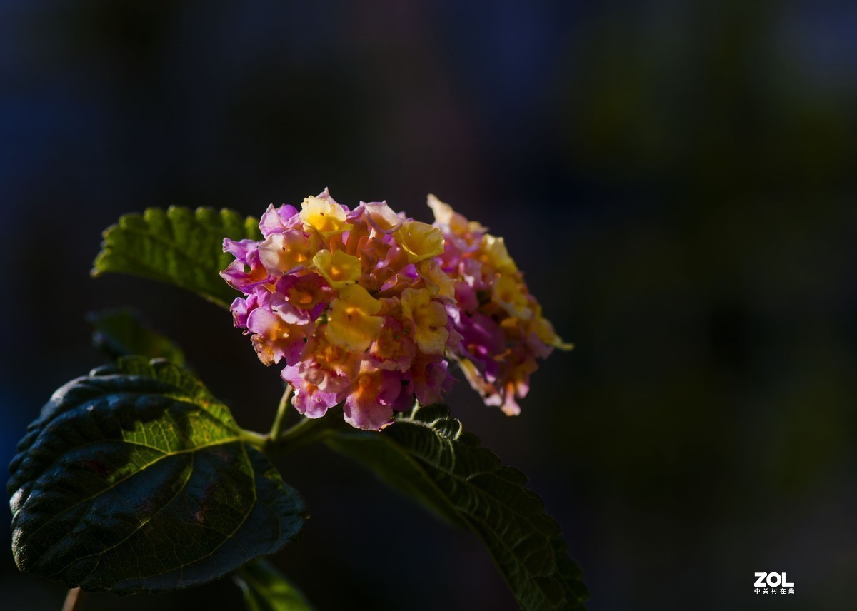 #版主坐堂#小五星空(中国)2021年4月精品荟萃