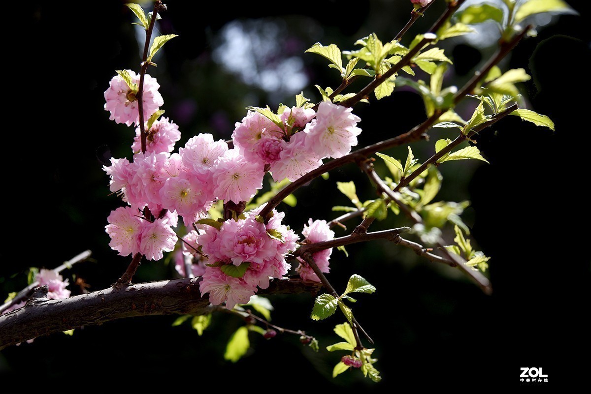 #版主坐堂#小五星空(中国)2021年4月精品荟萃