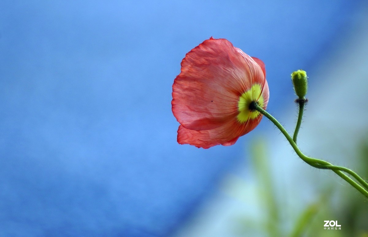 #版主坐堂#小五星空(中国)2021年4月精品荟萃