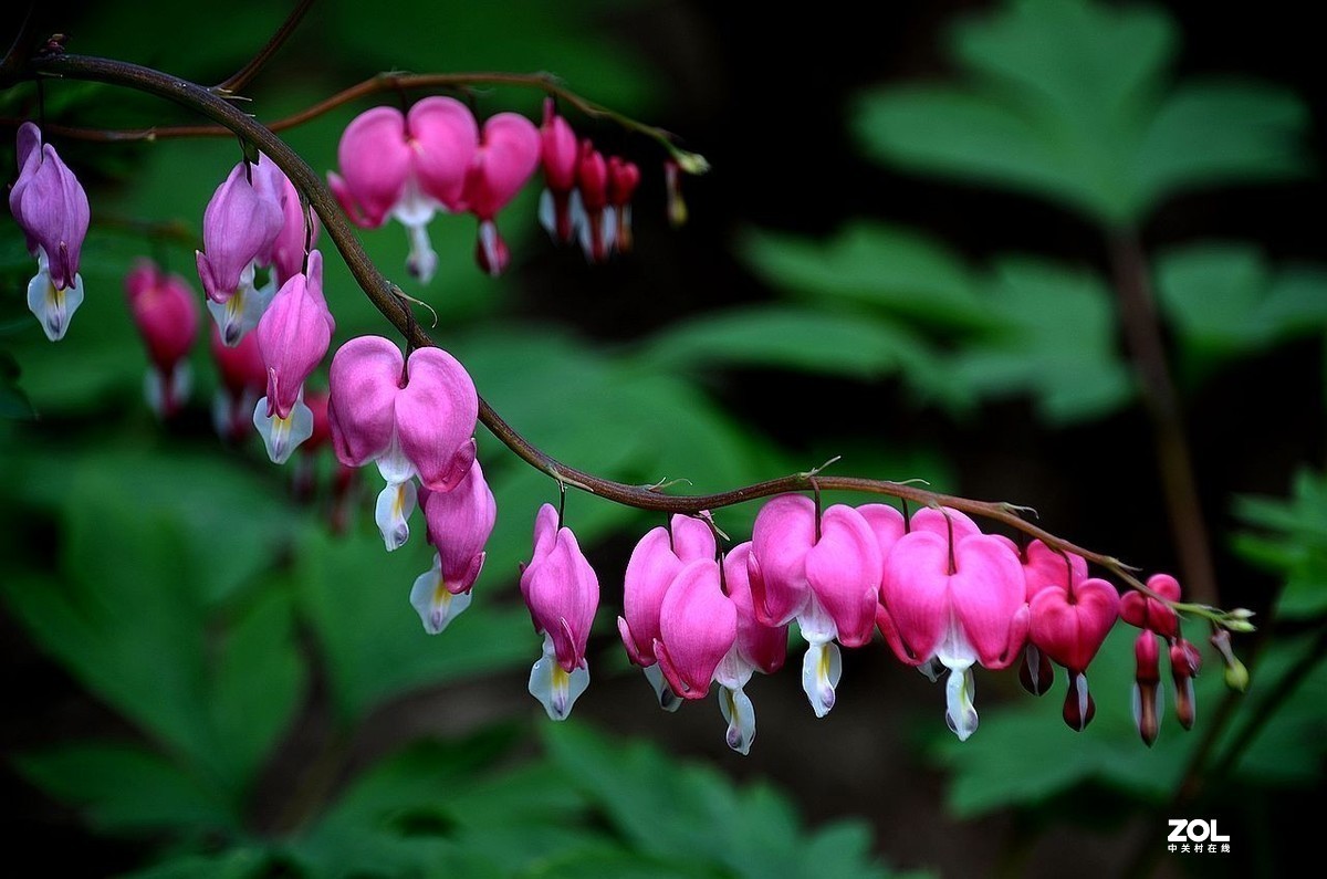 #版主坐堂#小五星空(中国)2021年4月精品荟萃