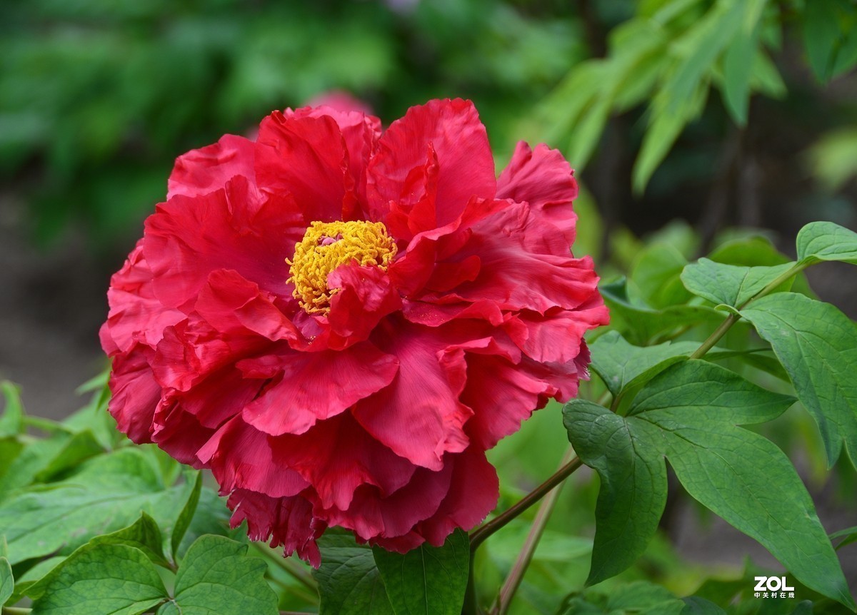 #版主坐堂#小五星空(中国)2021年4月精品荟萃