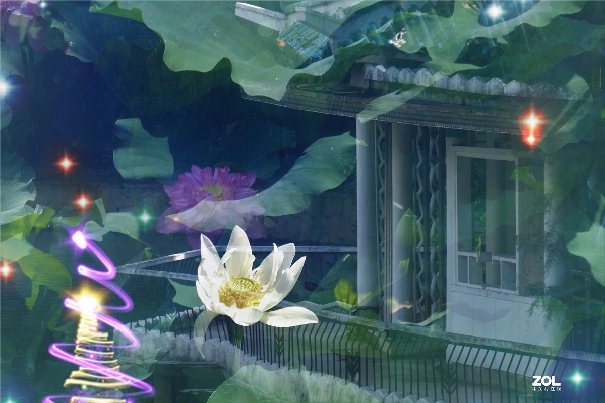 【炫彩荷花】——摄于上海天山公园