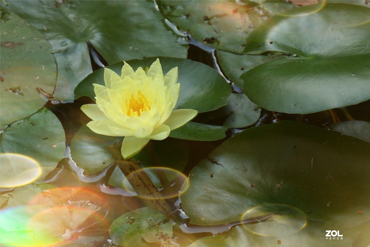 【炫彩荷花】——摄于上海天山公园