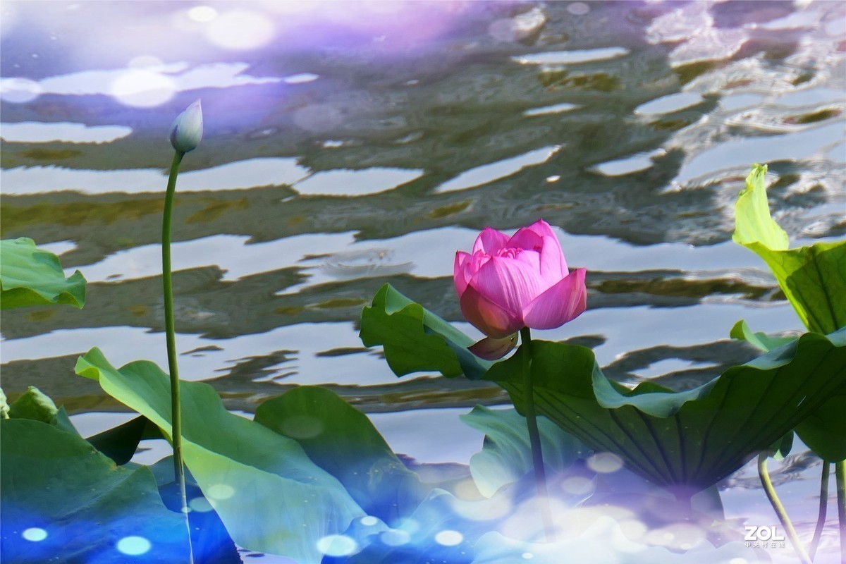 【炫彩荷花】——摄于上海天山公园