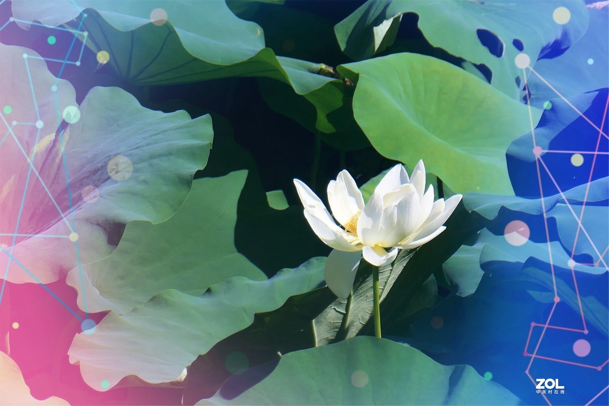 【炫彩荷花】——摄于上海天山公园