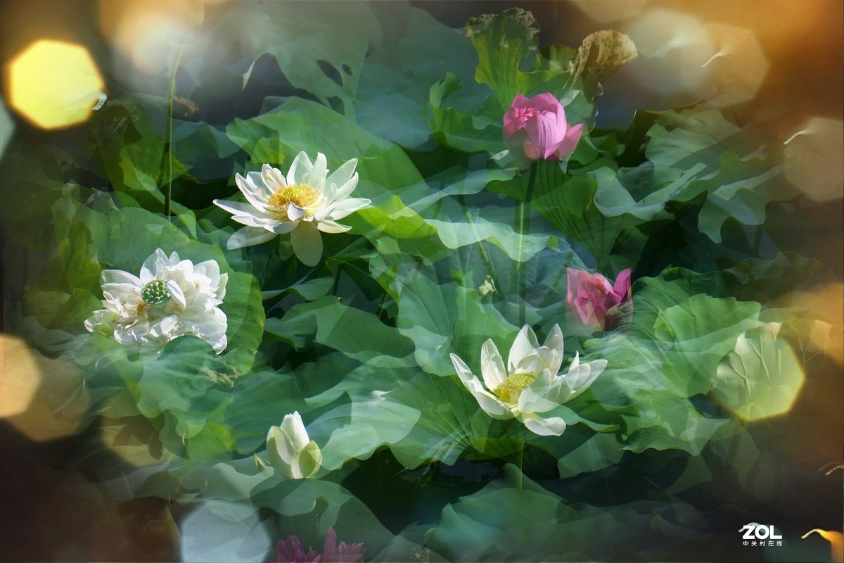 【炫彩荷花】——摄于上海天山公园