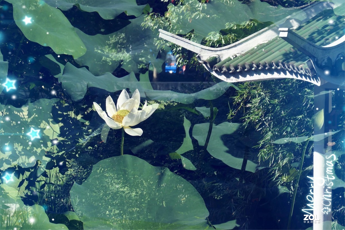 【炫彩荷花】——摄于上海天山公园