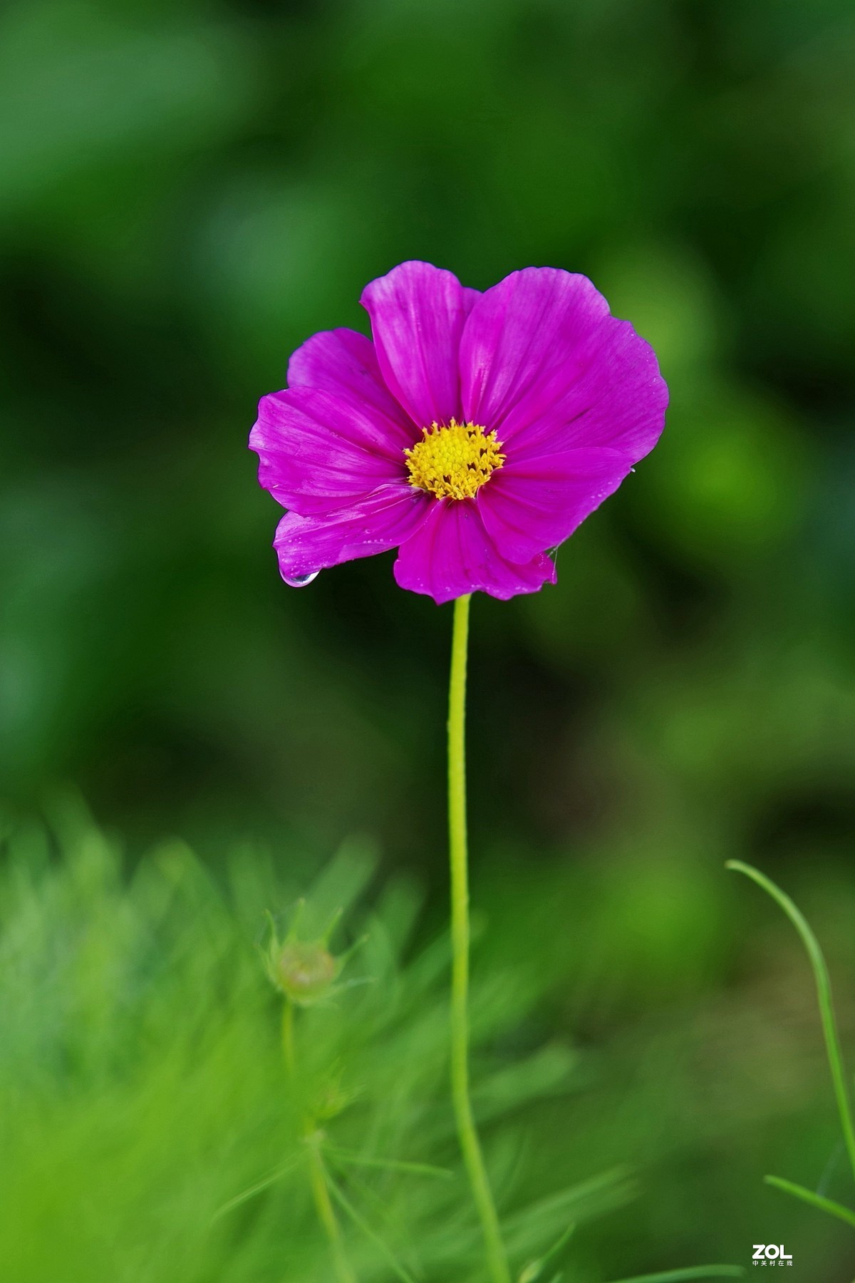 格桑花 手机壁纸 清新图片