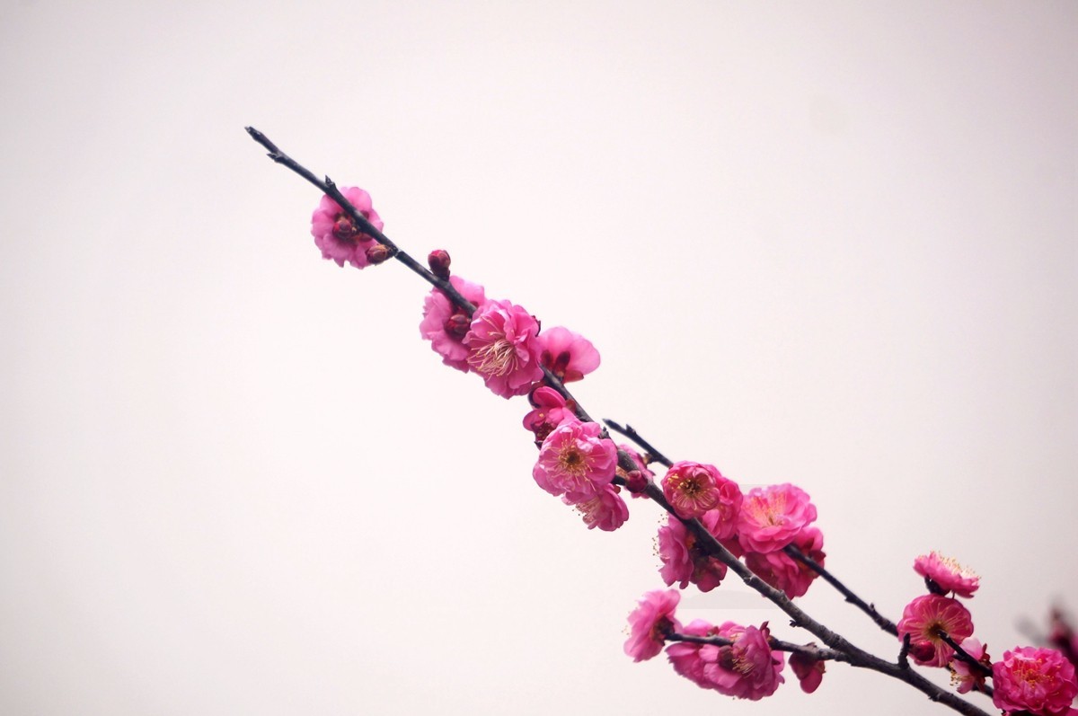 江城腊月报春来——武汉随笔