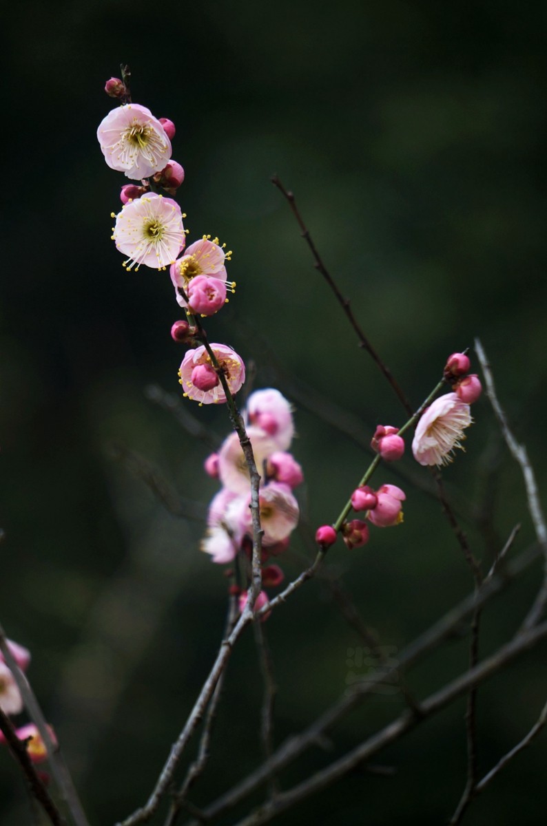 江城腊月报春来——武汉随笔