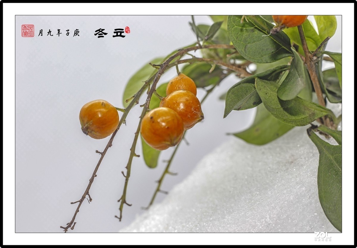 近摄圈拍摄2——冬青黄果-中关村在线摄影论坛