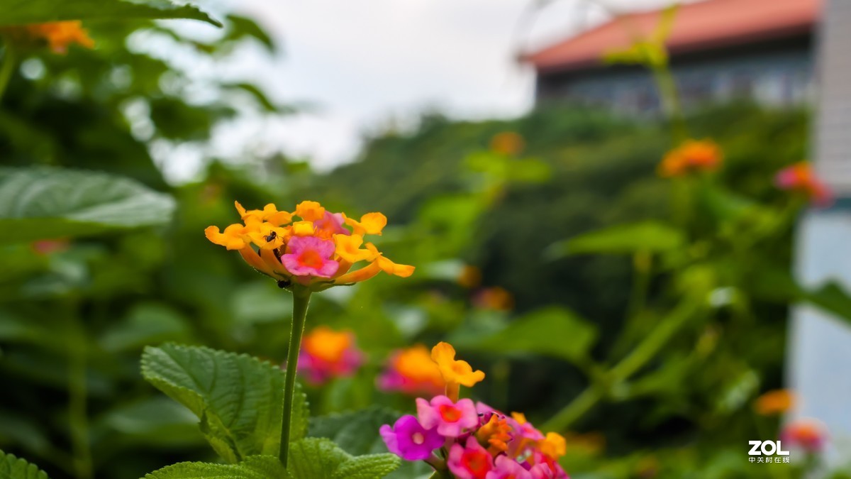 国产镜头第一次试拍