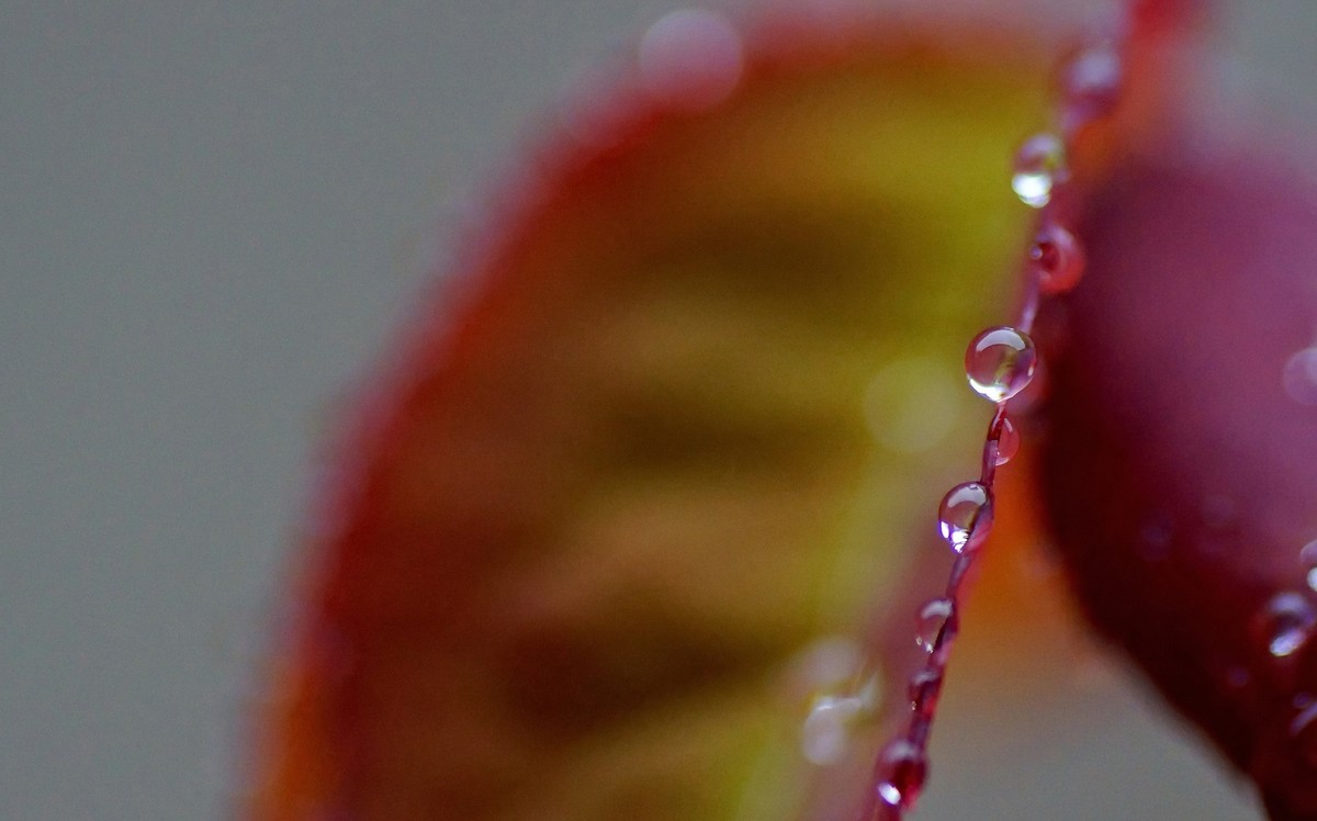 〖 晨 拍 露 珠 〗请假帖