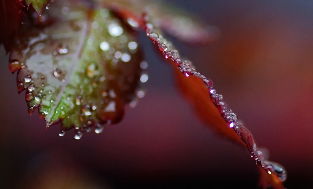 〖 晨 拍 露 珠 〗请假帖