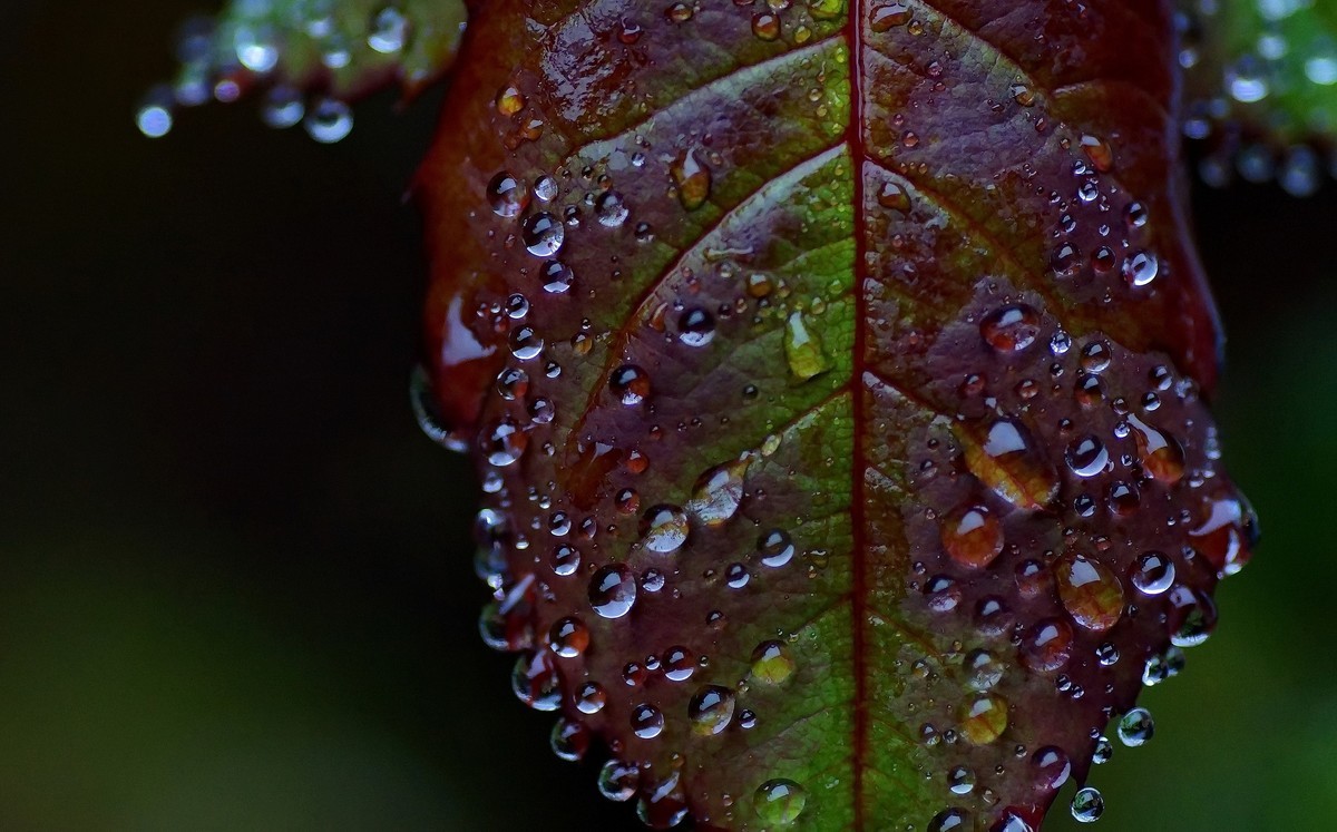 〖 晨 拍 露 珠 〗请假帖