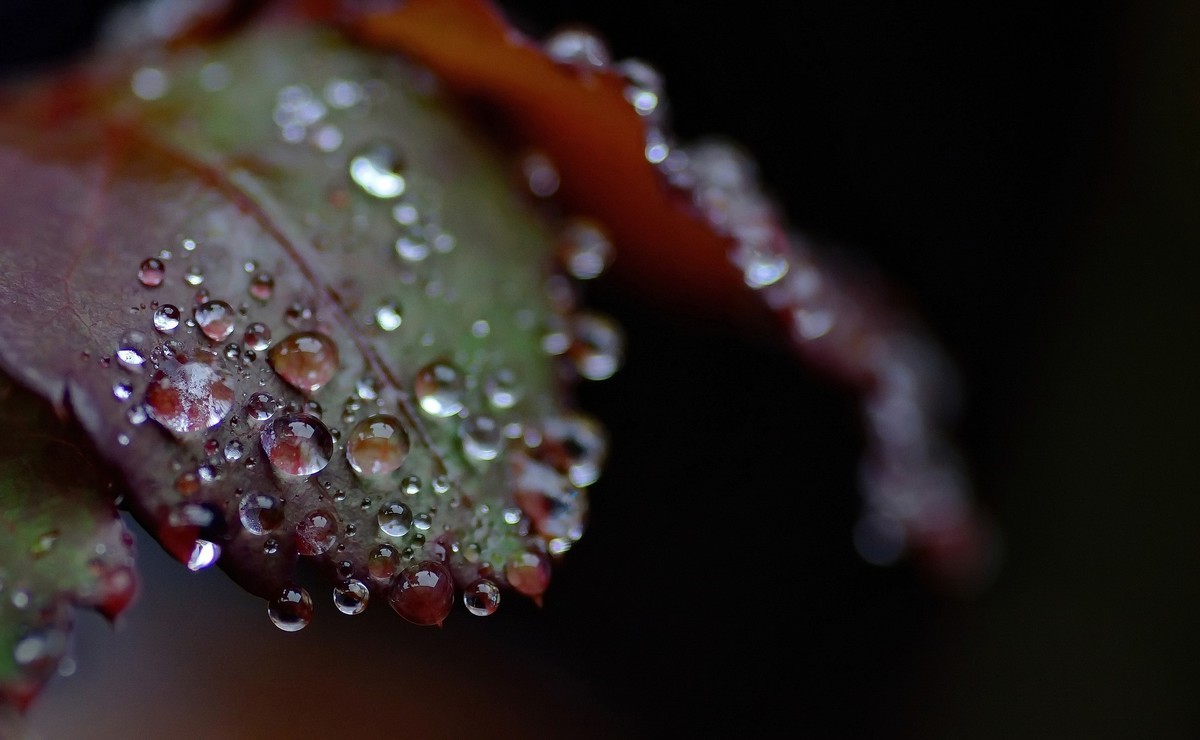 〖 晨 拍 露 珠 〗请假帖