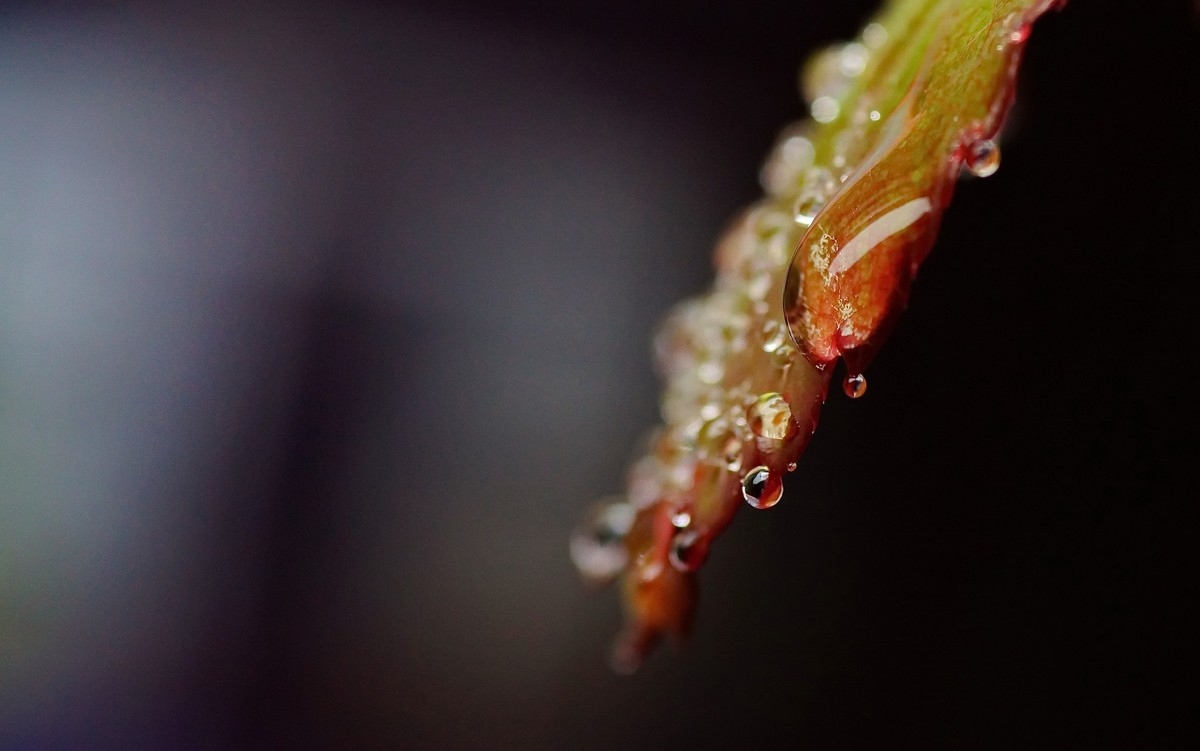 〖 晨 拍 露 珠 〗请假帖