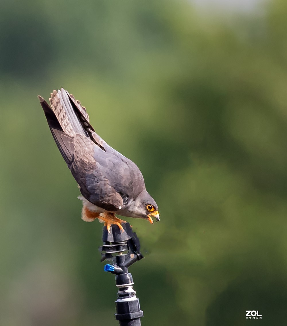 隼科类猛禽红隼