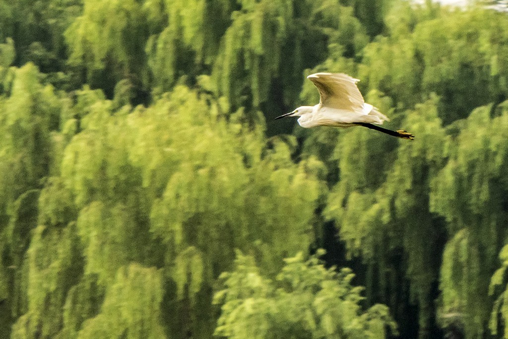 矫健的飞姿