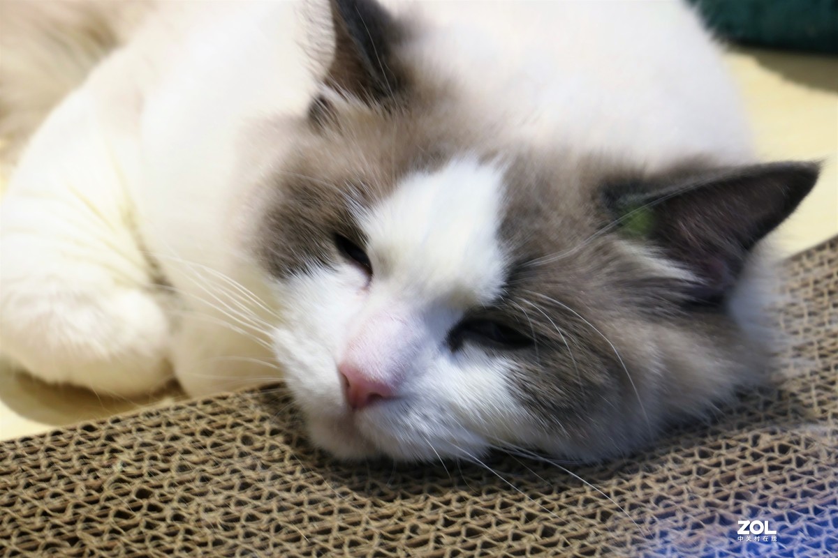 【宠物店的猫】——摄于上海尚嘉中心