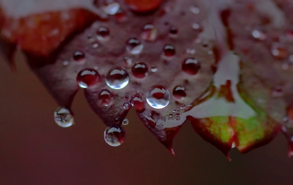 〖 晨 拍 露 珠 〗请假帖