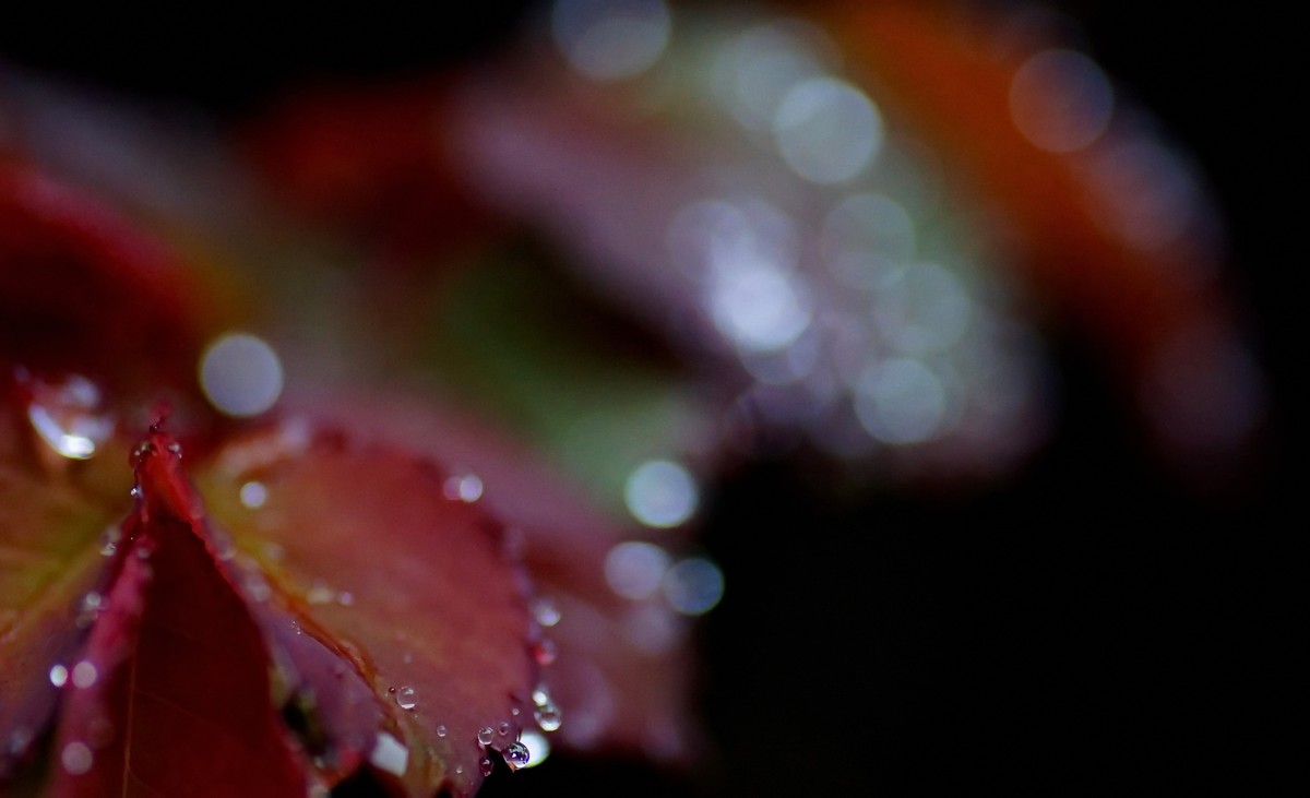 〖 晨 拍 露 珠 〗请假帖