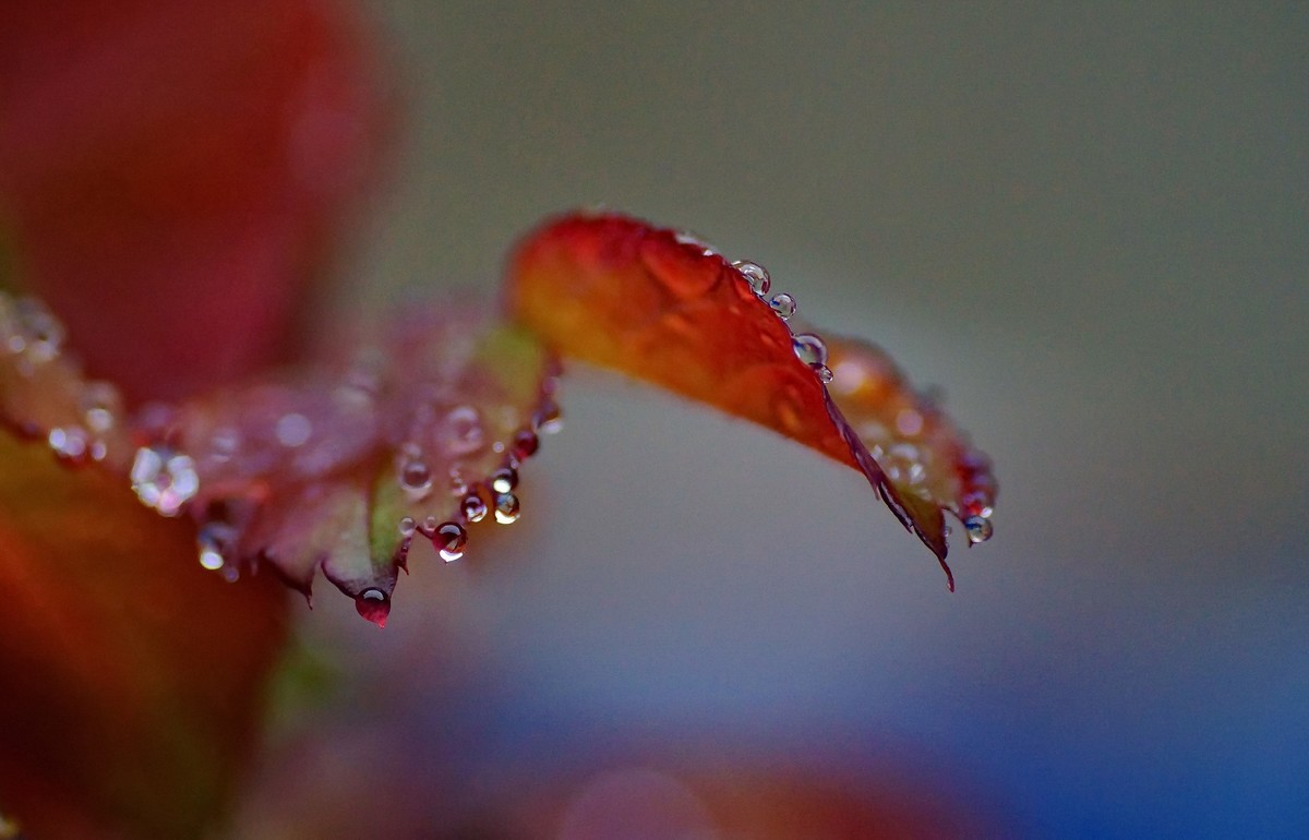 〖 晨 拍 露 珠 〗请假帖