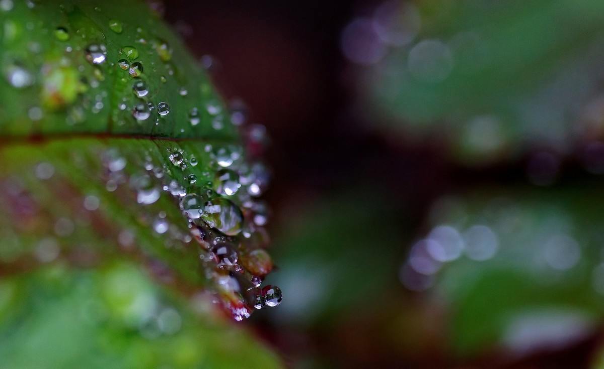 〖 晨 拍 露 珠 〗请假帖