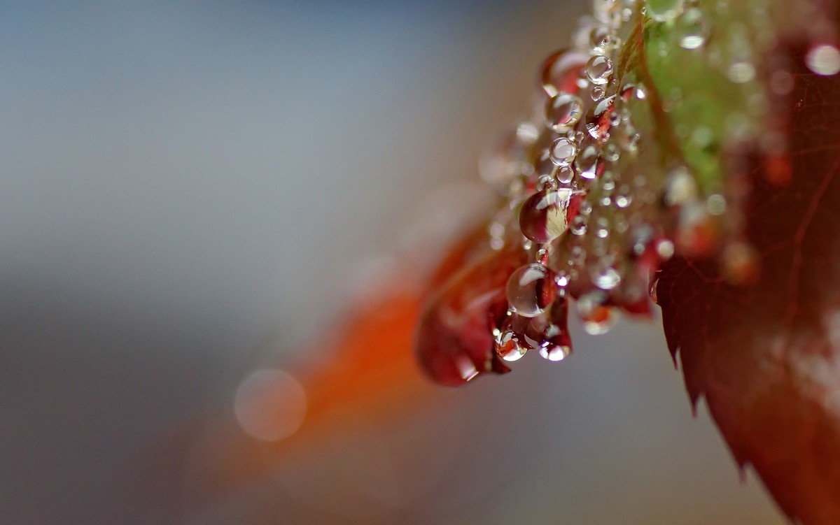 〖 晨 拍 露 珠 〗请假帖