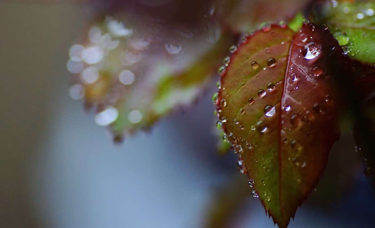 〖 晨 拍 露 珠 〗请假帖