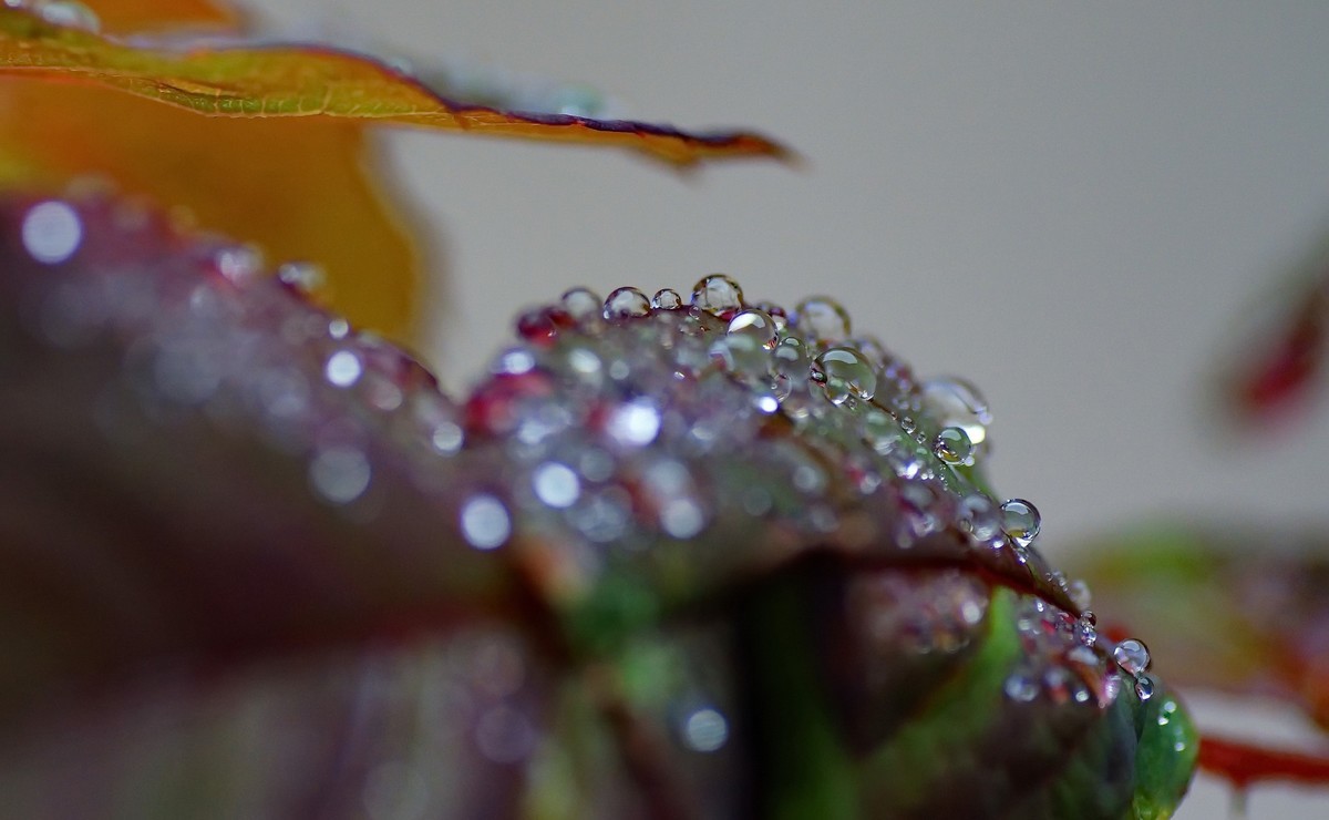 〖 晨 拍 露 珠 〗请假帖