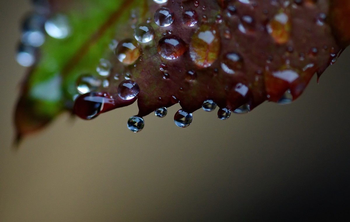 〖 晨 拍 露 珠 〗请假帖