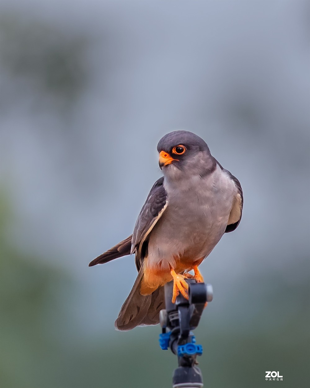 隼科类猛禽红隼