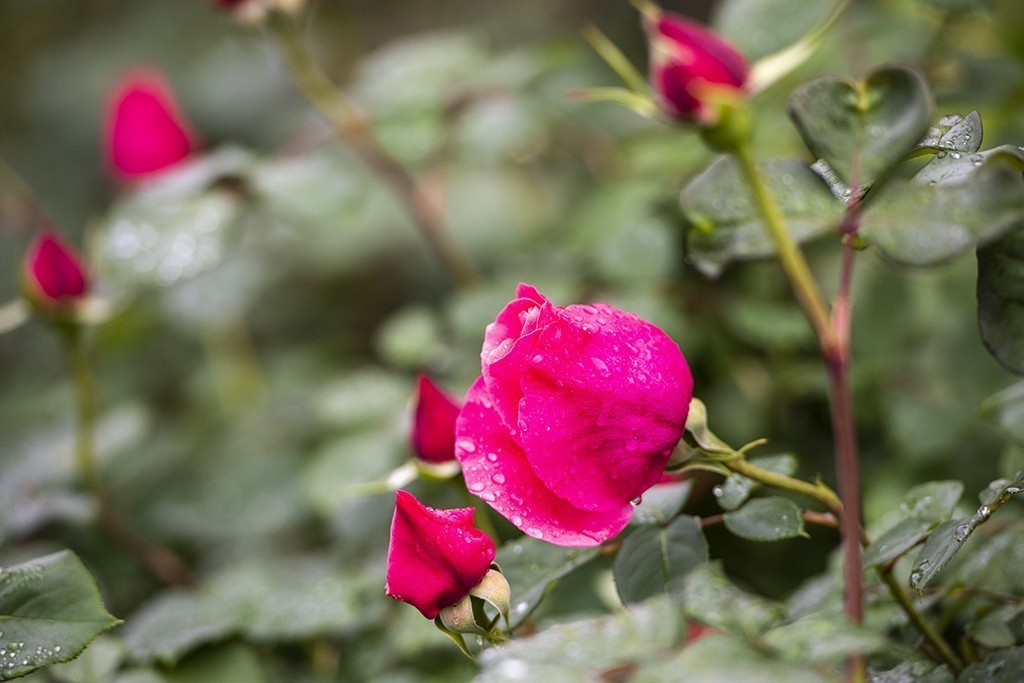 雨露滋润月季花