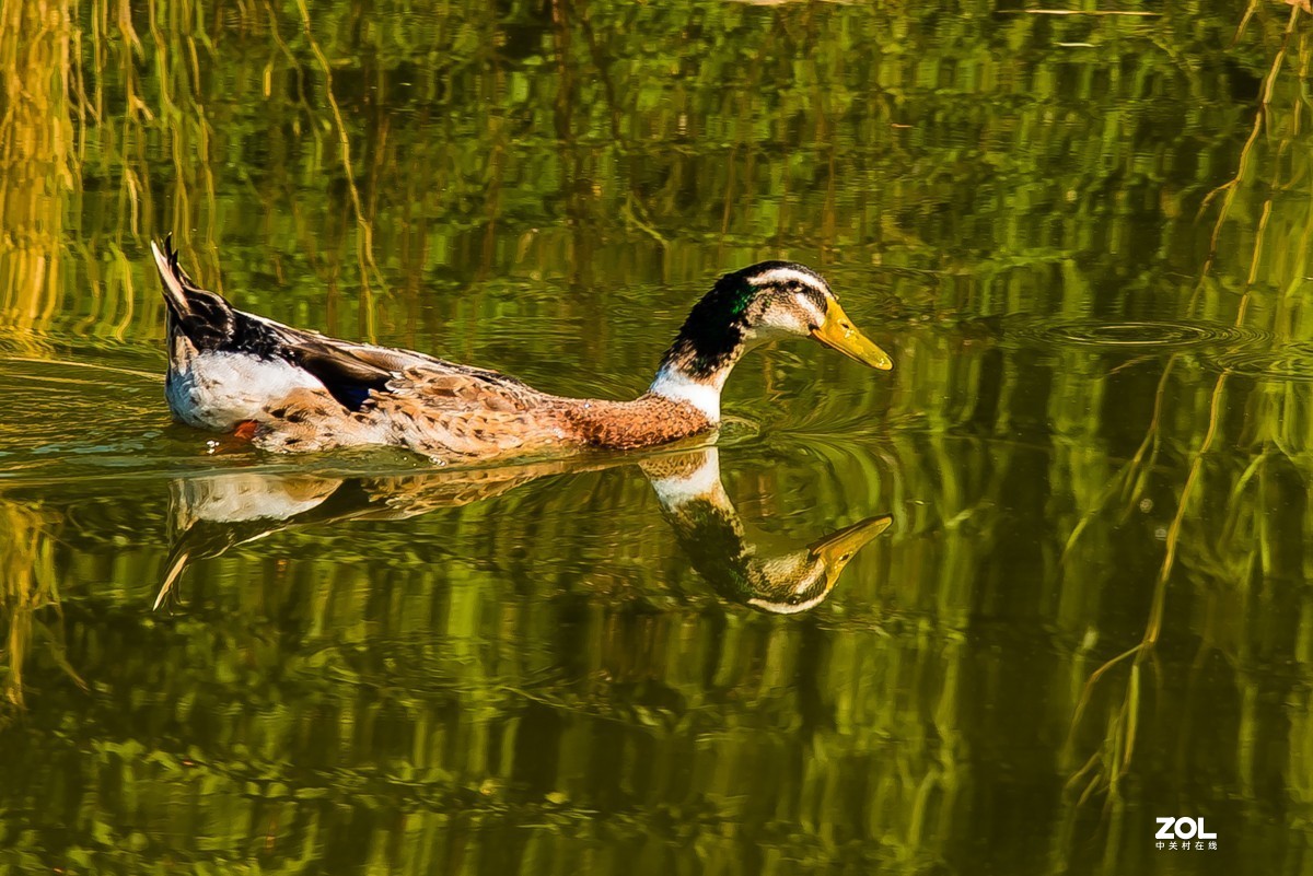 【镜头里】第939号：北京国际雕塑公园的静美风光（二）