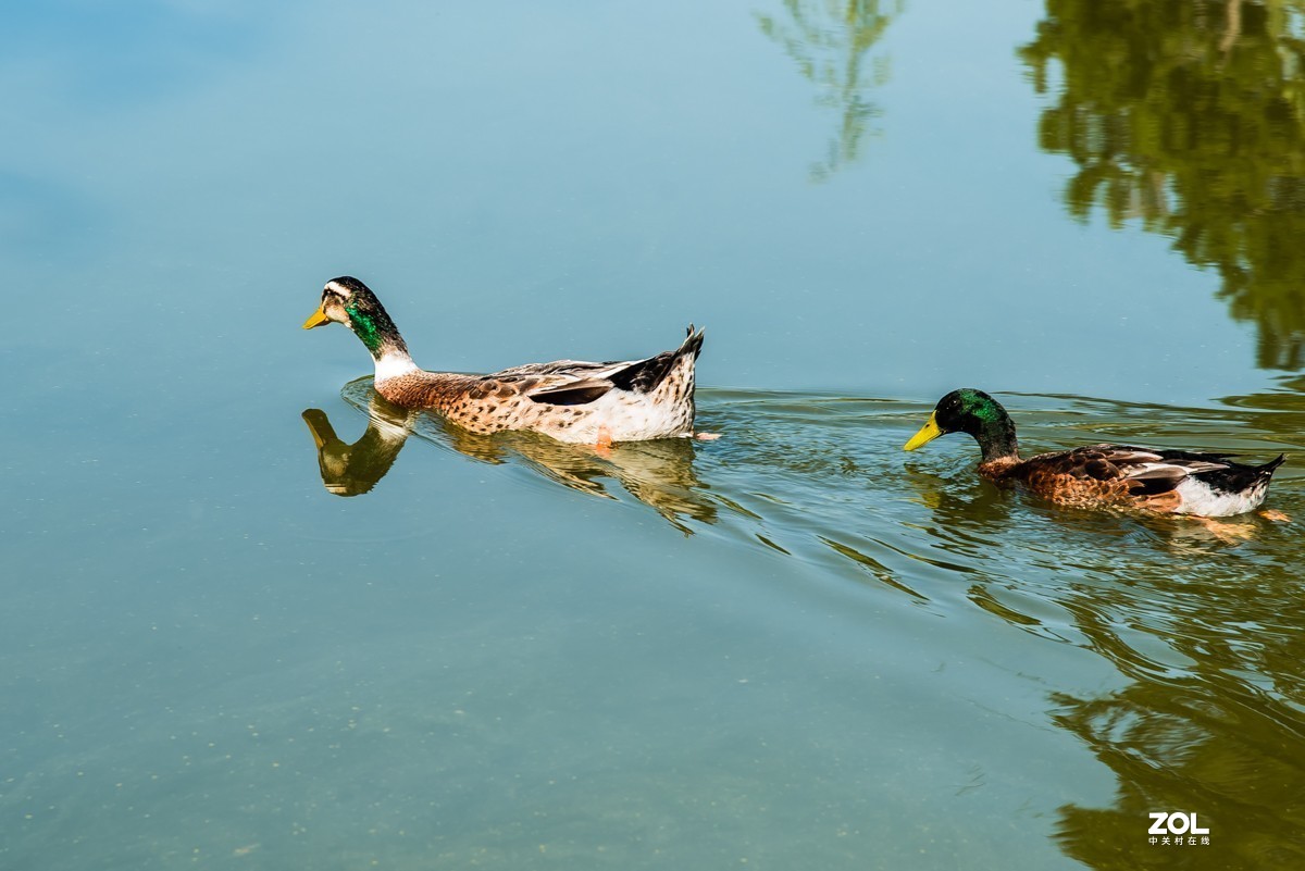 【镜头里】第939号：北京国际雕塑公园的静美风光（二）