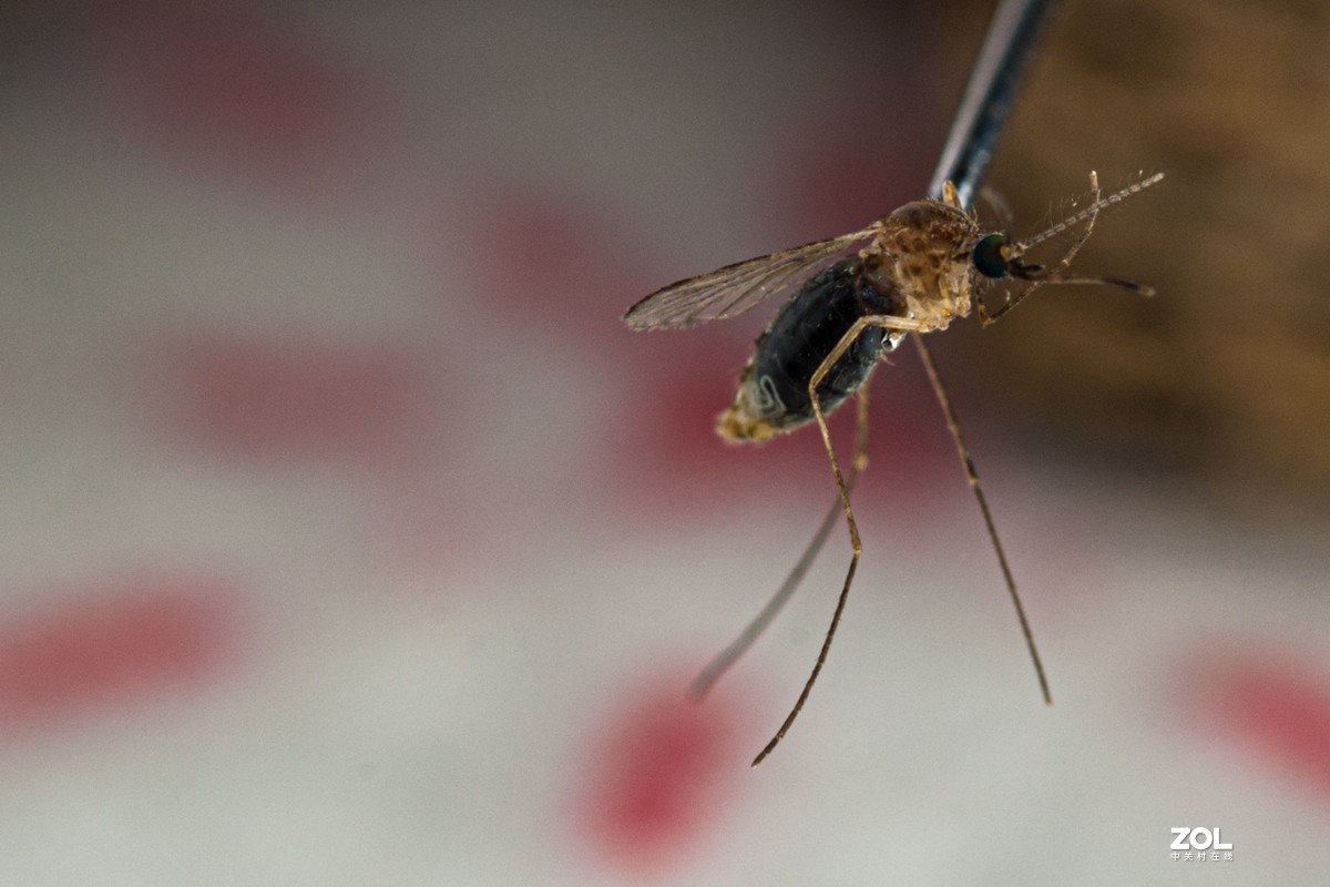蚊子特写