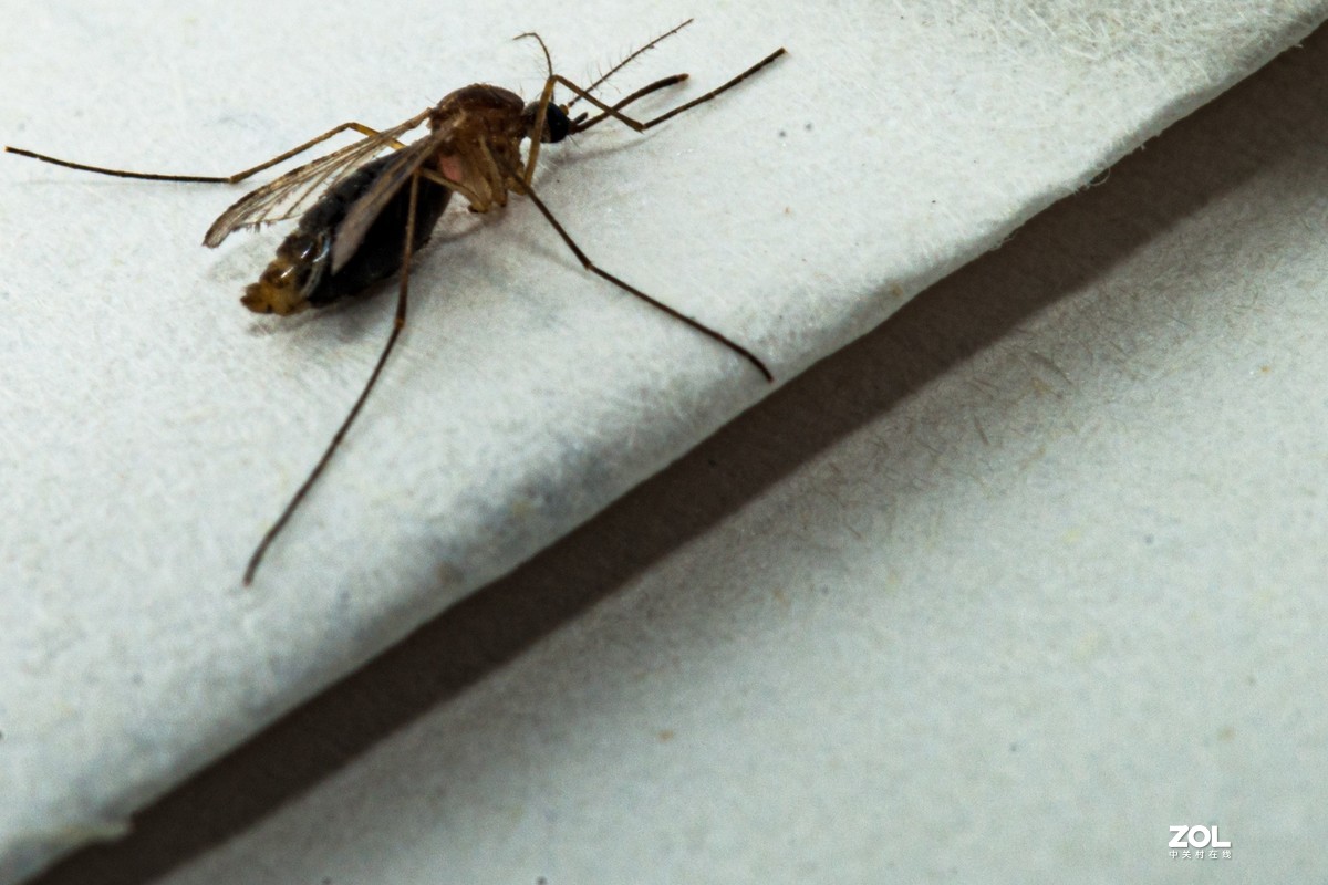 蚊子特写