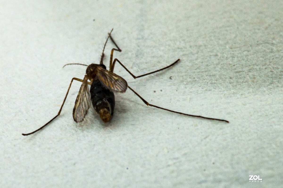 蚊子特写