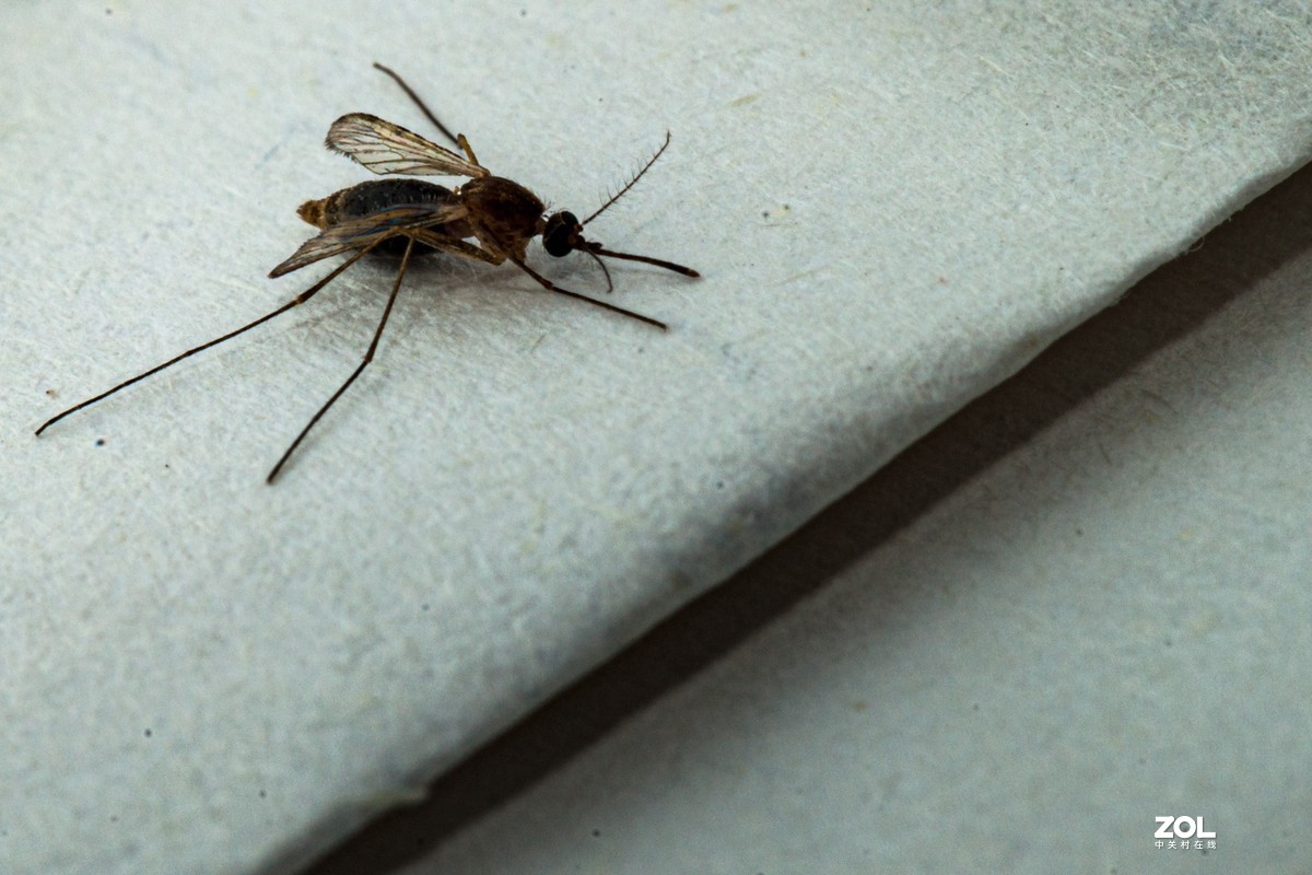 蚊子特写