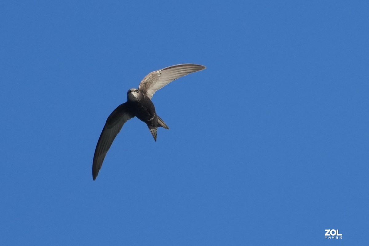 A1试机---小燕一次连飛过程，仅剪裁无任何后期，用JPG格式拍摄！